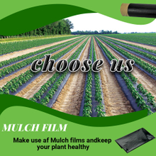 Biodegradable Mulching Film Agricultural Plastic Mulch Film for Agriculture