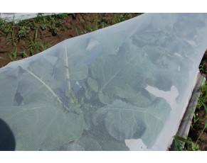 25_gr_insect_netting_on_organic_broccoli