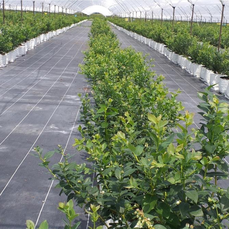 90gsm ground cover.png